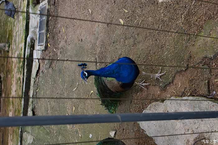 孔雀,有个性的孔雀,怎么逗都开屏