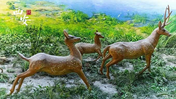 听一曲千古绝唱,赏西安美景【宝来篇】