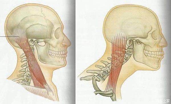 主任醫生從醫學角度給你詳解:開途觀l如何保護你的頸椎!