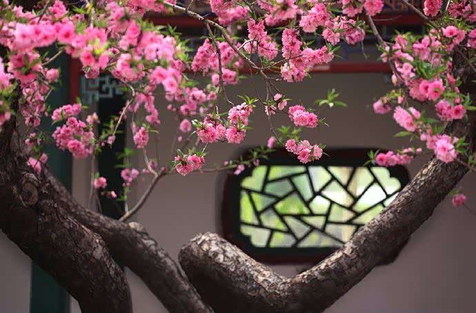 人间四月芳菲尽,山寺桃花始盛开.