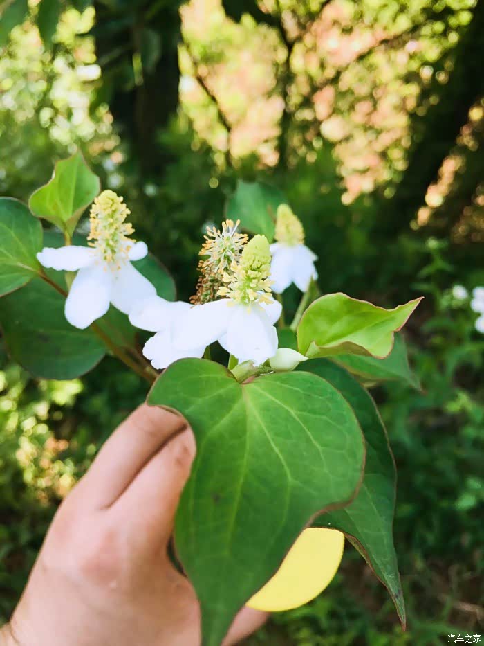 ds6乡村游青树翠蔓蒙络摇缀给心灵一片晴空