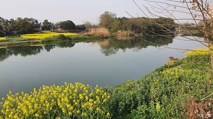 新都白鹤岛油菜花图片