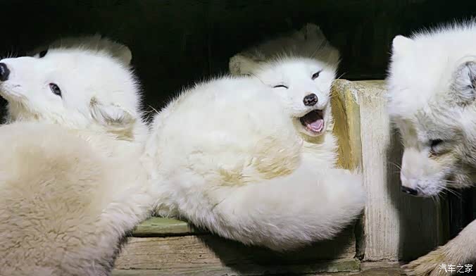 会笑的小白狐.毛茸茸的.可惜隔着玻璃.不能亲手摸摸它的额头