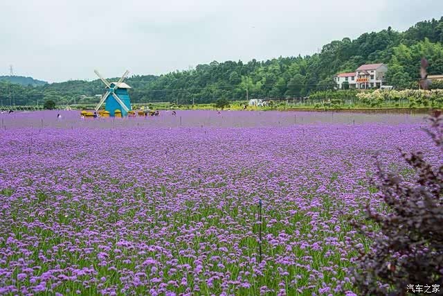 【株洲cs家族车友会】又见白关花海——万里