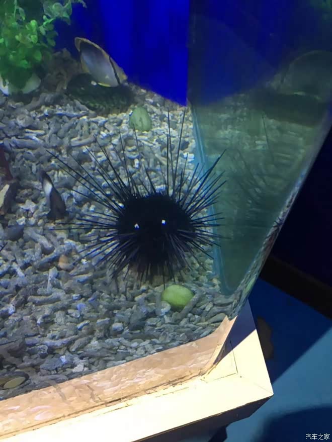 看,海胆的两只眼睛白色的.好吓人