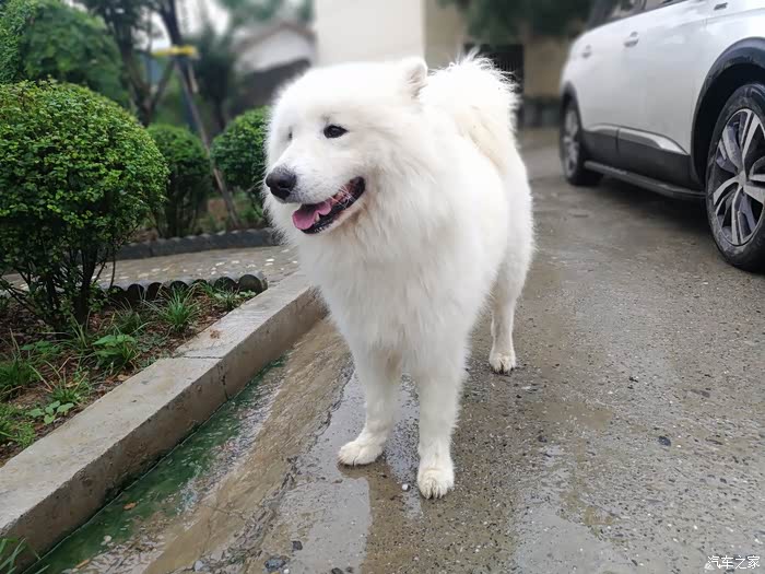 千里跋涉大白狮驶进秦岭深山