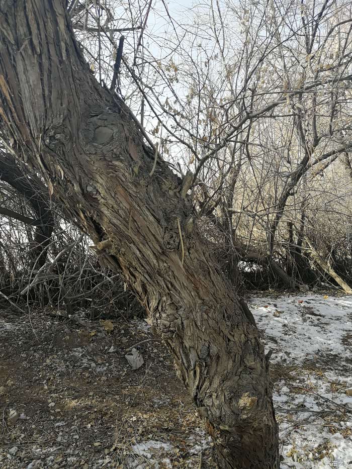 干枯的树皮,坚韧不屈