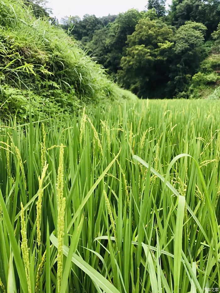 昆明西山区谷律核桃箐稻谷飘香