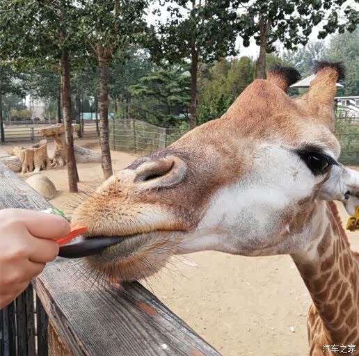 长颈鹿你吃了我好吃胡萝卜了