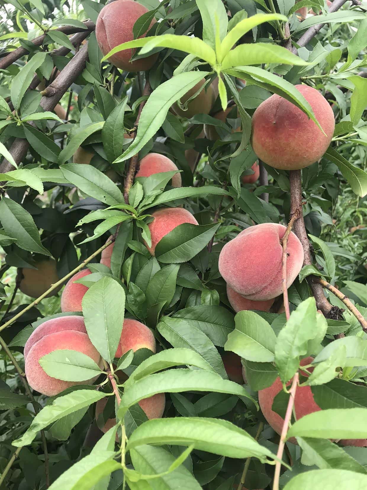 朋友家种的桃子 没打农药 真正的纯绿色无公害