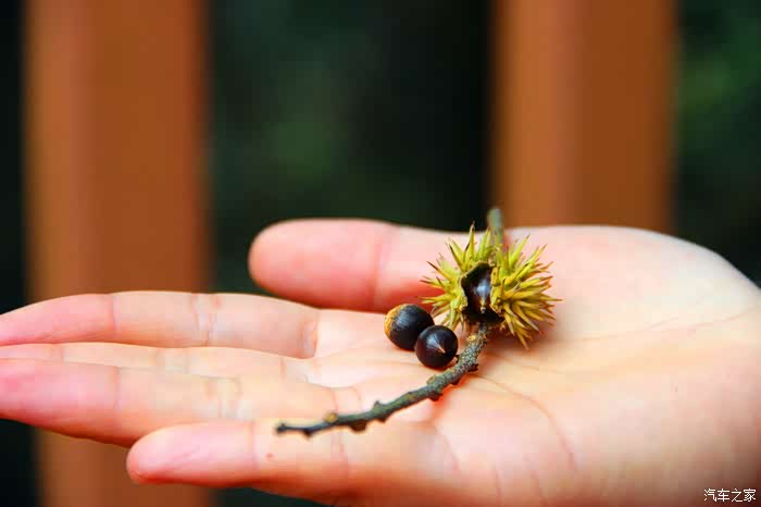 顺便说一下,这种小果实很好吃哦.