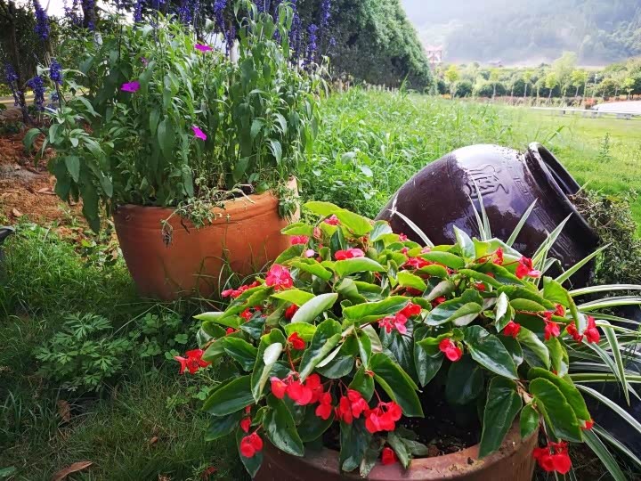 用酒坛来种花也别有一番风味