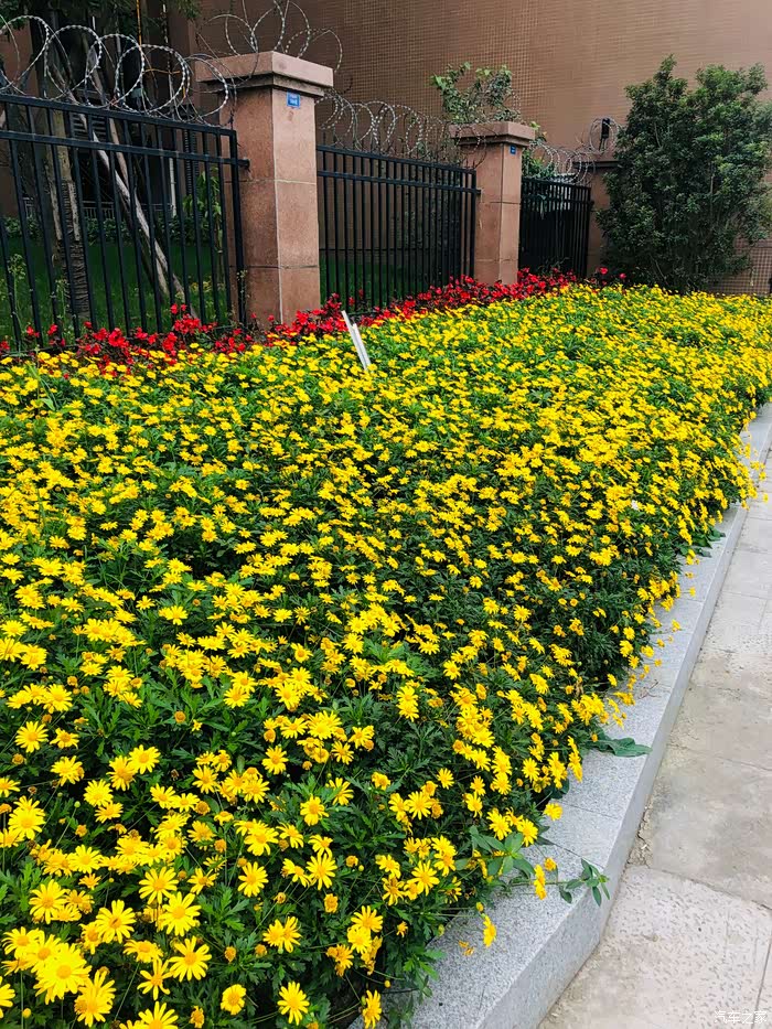 成都某社区楼,秋天的小蹴鞠已开成簇簇