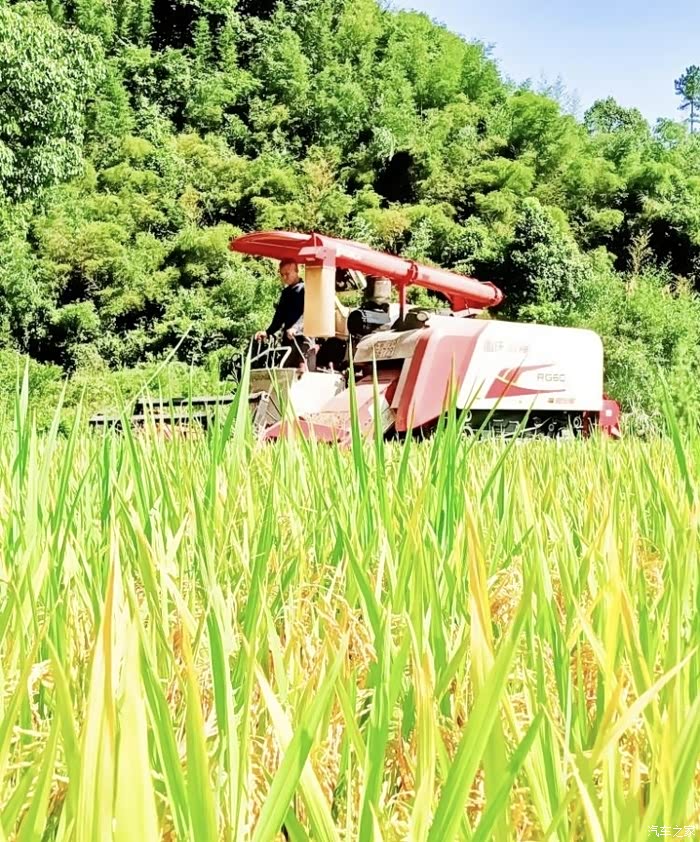 【图】风吹稻谷香金秋大丰收_广东论坛_汽车之家论坛