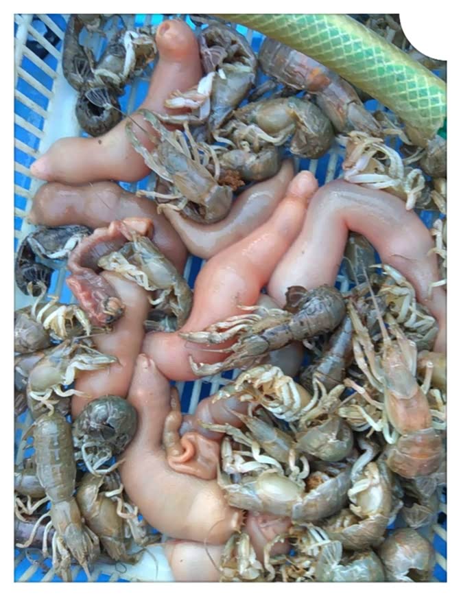 泸沽虾: 需要物品:羊毛笔,拖鞋 具体操作:来过海边就会发现,在赶海的 