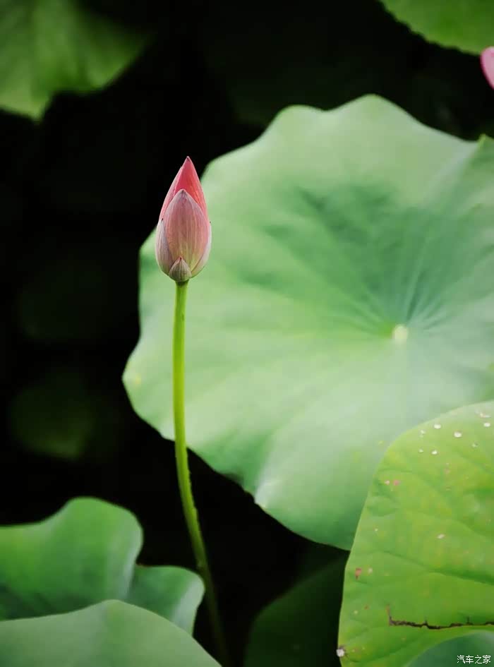 洗去了多日的浮尘,这些精灵愈发显得清新脱俗