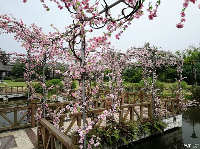 【四川长安suv联盟】凯哥 爱情花海之祈福长廊