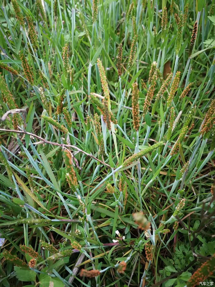 这是喂鱼的草,这是可以喂猪的草……满满的都是儿时割鱼草,割猪草的