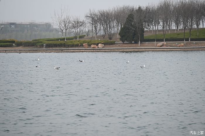 自驾游好去处国家级aaaa景区青岛胶州市少海湿地公园免门票