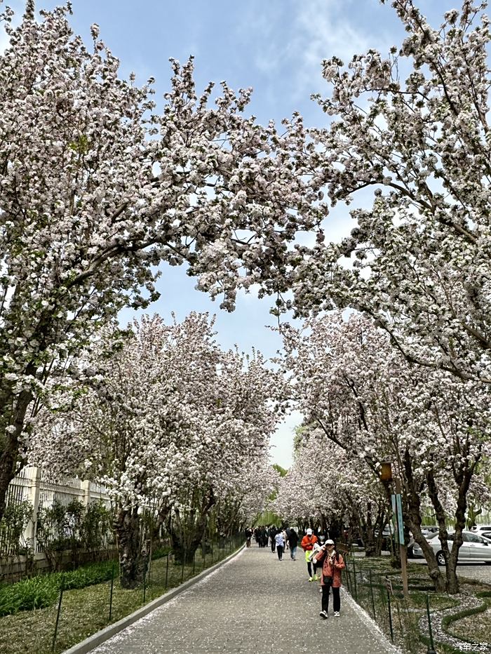 西府海棠花瓣特点图片