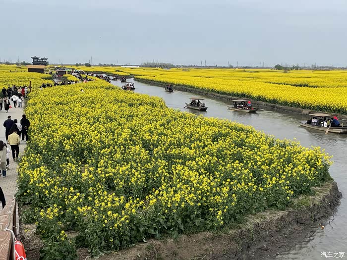 江苏兴化里下河垛田油菜花很有特色