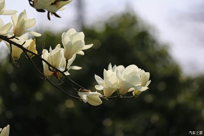 春意盎然苏州林度暖村的油菜花盛宴