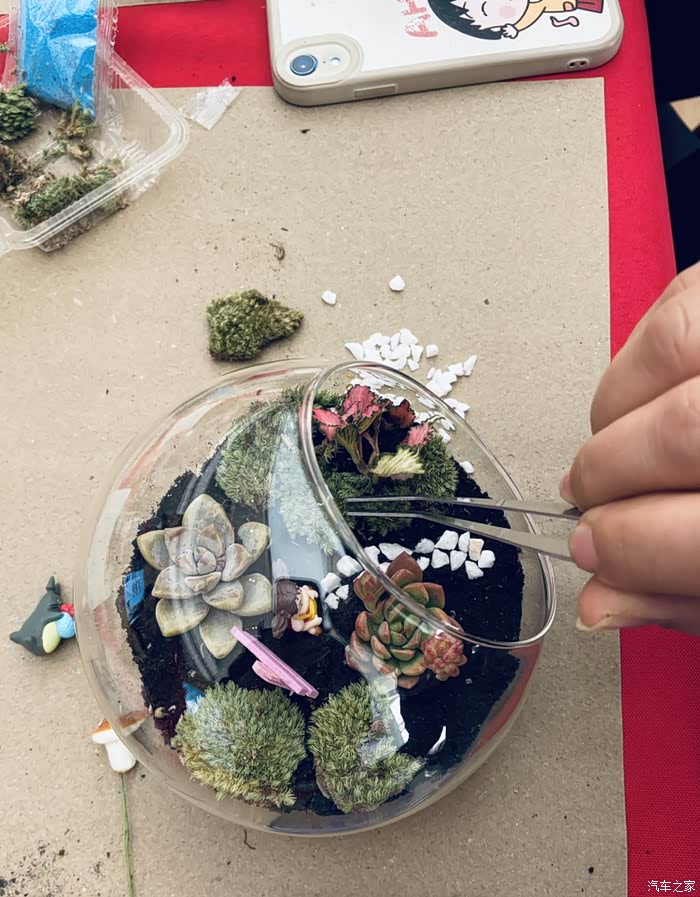 武汉东峻手作多肉微景观diy活动暖萌绽放女神节