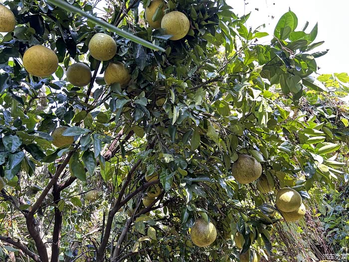 小狐狸带我体验丰收之旅_极狐 阿尔法s(arcfox αs)论坛_汽车之家论坛