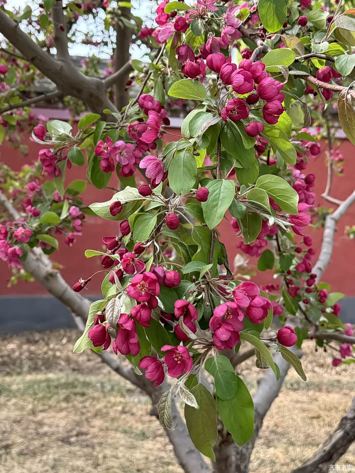 西府海棠花开花落的季节