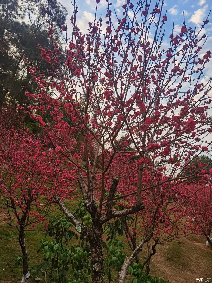 春意盎然轩逸启航畅享春光美景