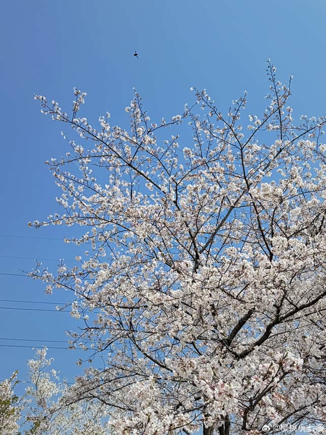 武汉的春樱希望这个周末放晴带着小p去郊游喽赶在暴雨来