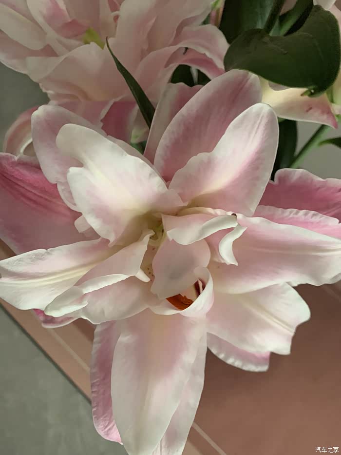 今天心情好百合花分外妖娆315晚会现场确实很精彩揭露