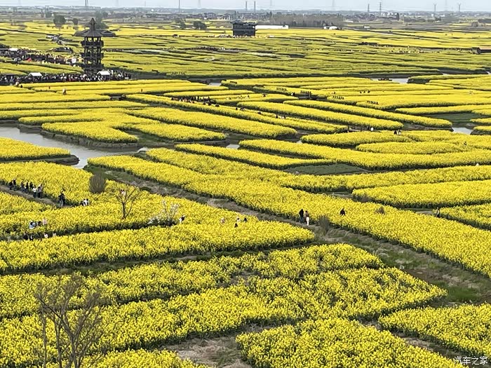 江苏兴化里下河垛田油菜花很有特色