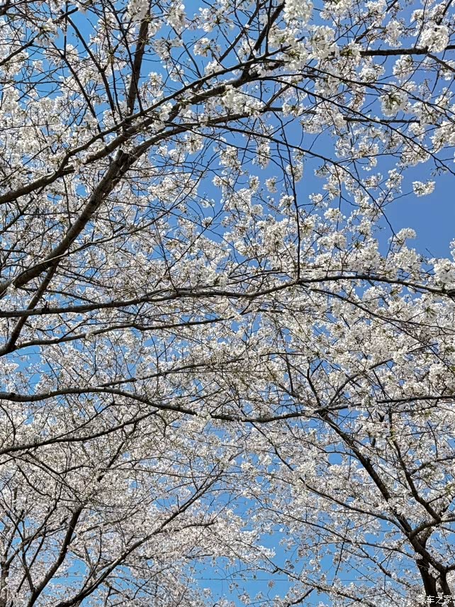 武汉的春樱希望这个周末放晴带着小p去郊游喽赶在暴雨来