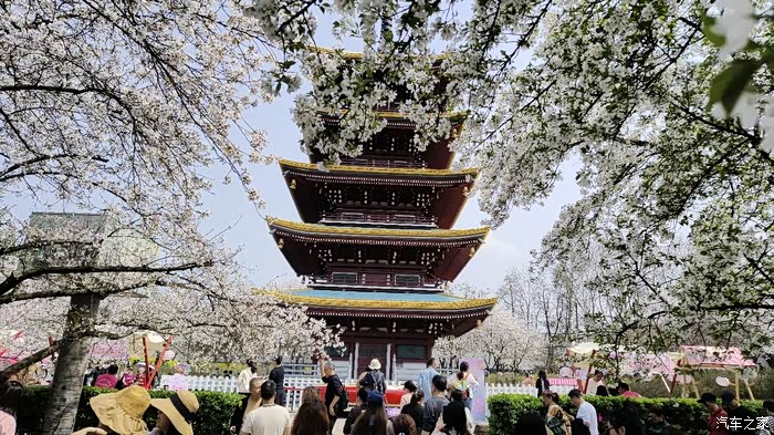 武汉丰田车友东湖樱园自驾游活动