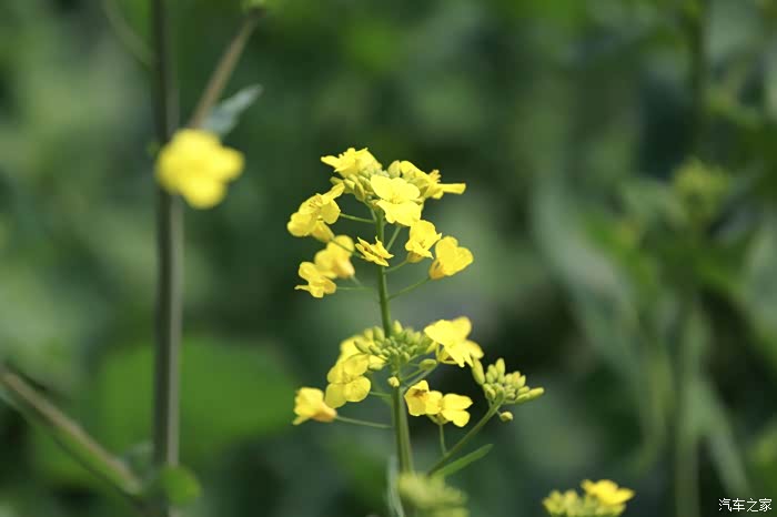 春意盎然苏州林度暖村的油菜花盛宴