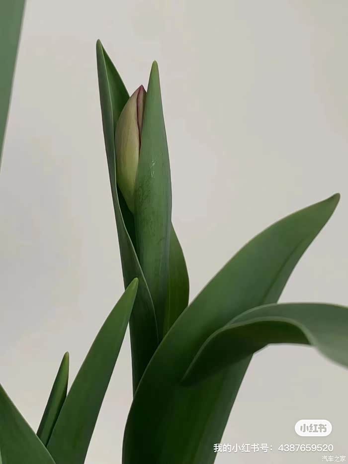 如花绚烂节节高升作为一个养花爱好者总是喜欢在闲暇时间养