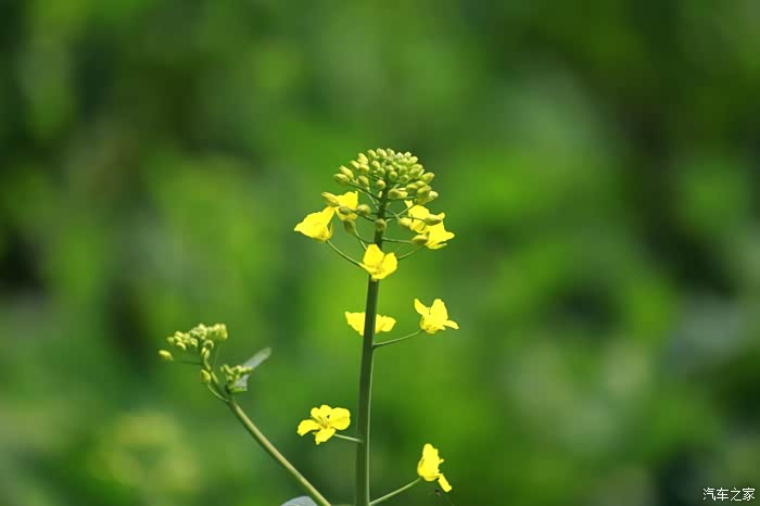春意盎然苏州林度暖村的油菜花盛宴