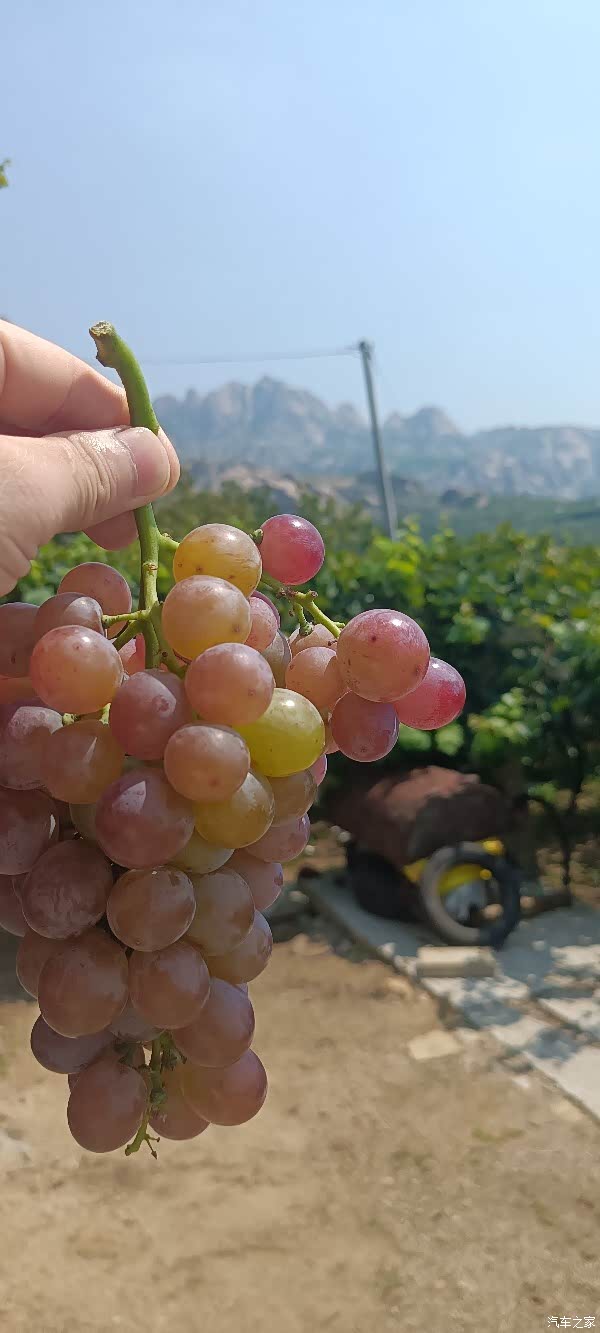 青岛探险者联盟相聚平度大泽山品尝大泽山葡萄