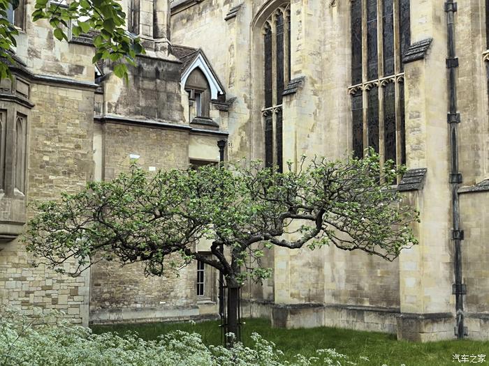 【图】英国剑桥大学·牛顿·苹果树