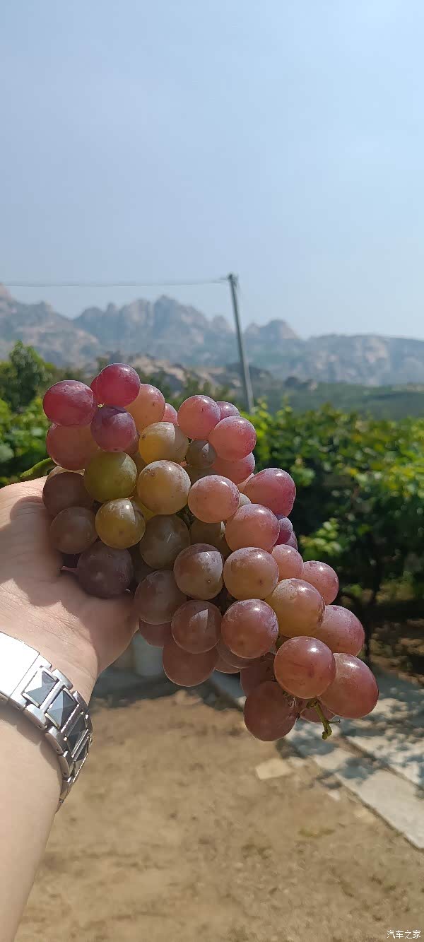 青岛探险者联盟相聚平度大泽山品尝大泽山葡萄