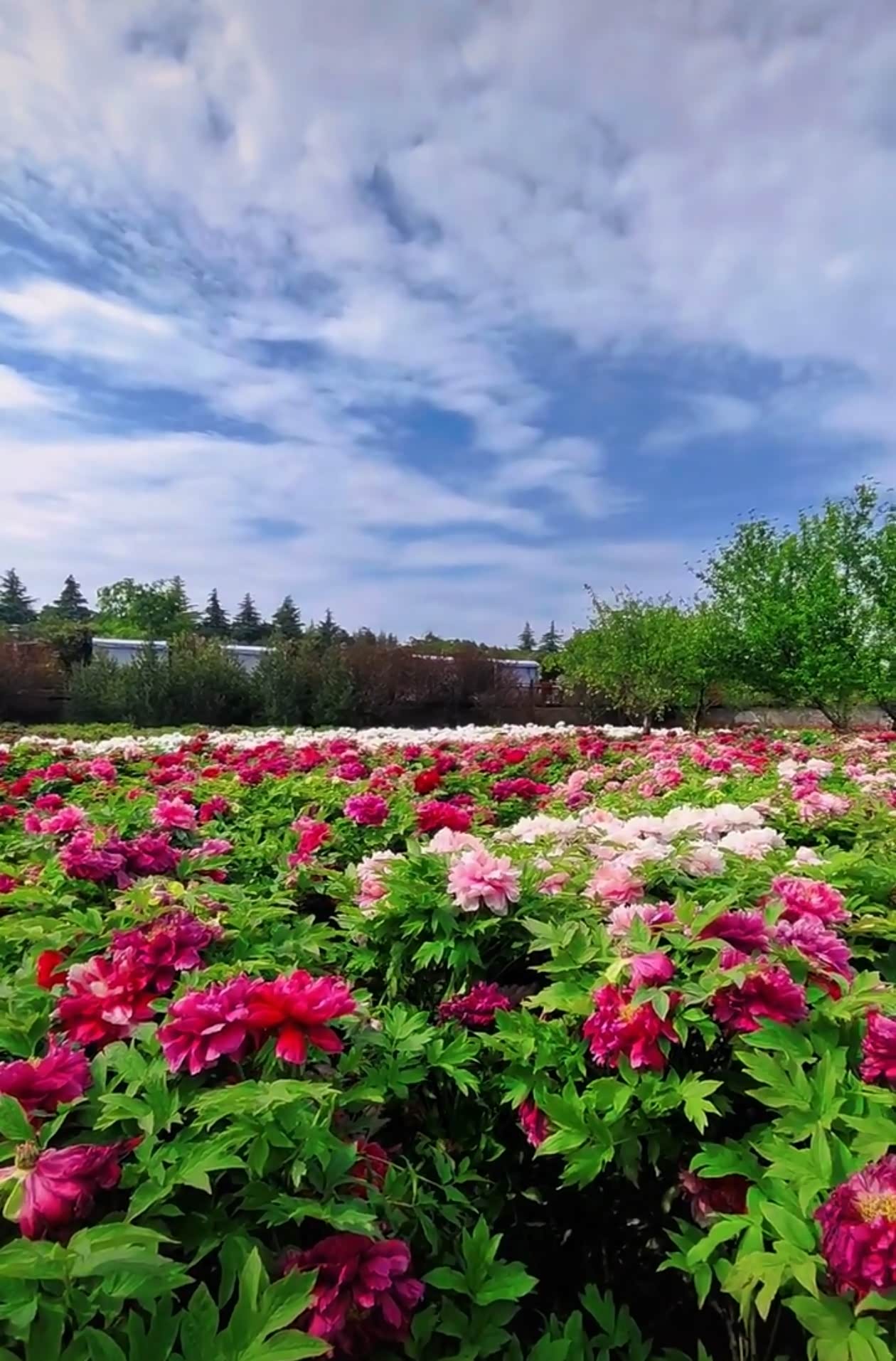 【图】开vx6洛阳看牡丹 省心省钱又舒服_启辰VX6论坛_汽车之家论坛