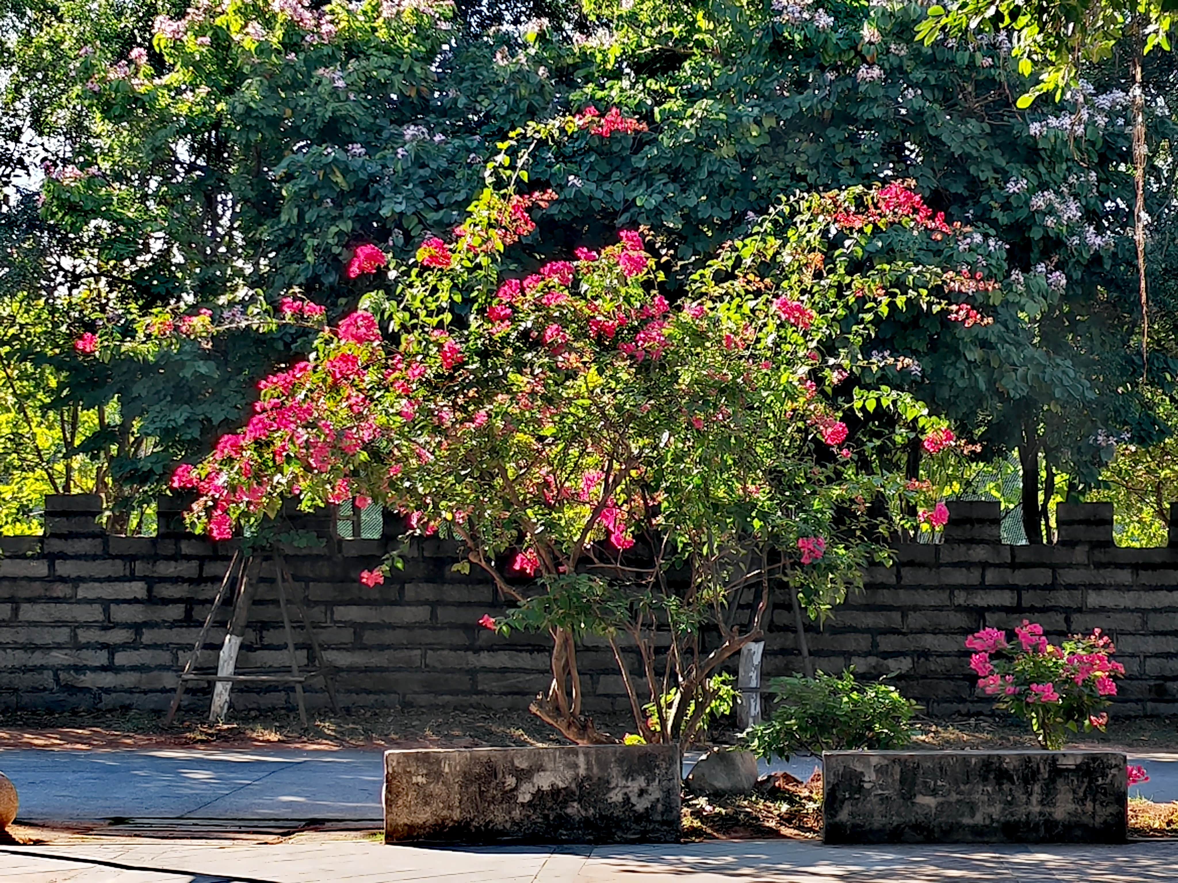 在南方独有的绿色冬季,漫步公园赏花