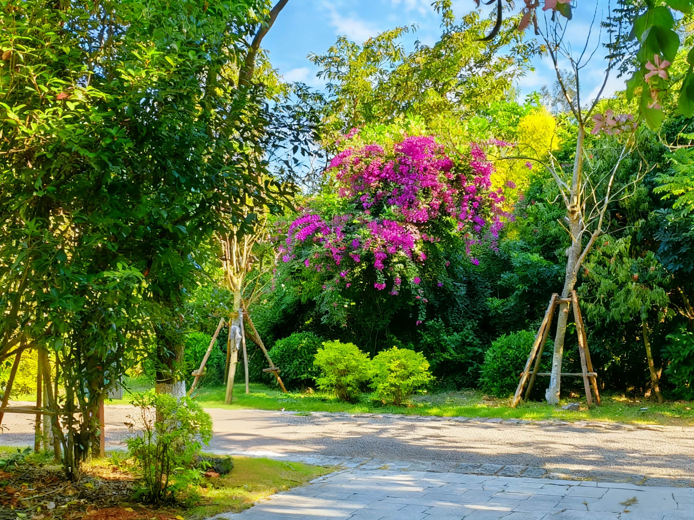 在南方独有的绿色冬季,漫步公园赏花