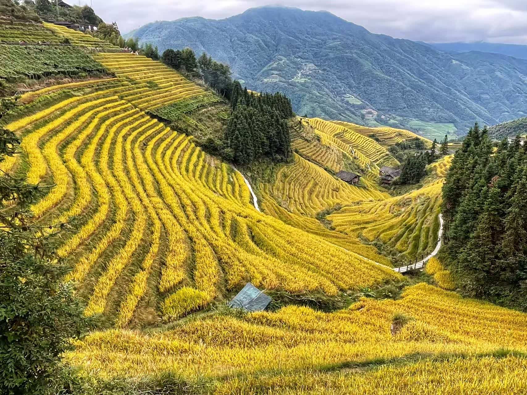 金秋十月,新奇骏奔赴广西龙胜观赏金色水稻梯田!