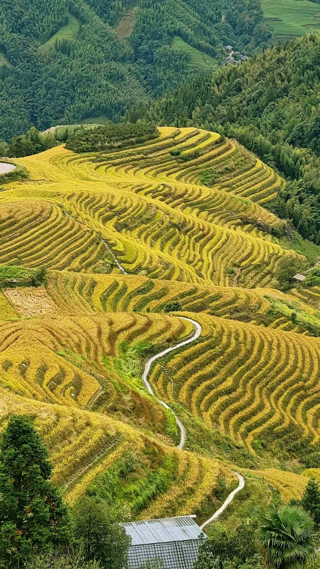 金秋十月,新奇骏奔赴广西龙胜观赏金色水稻梯田!