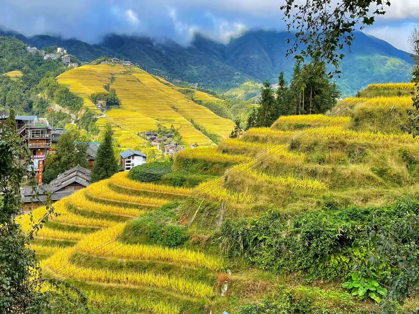金秋十月,新奇骏奔赴广西龙胜观赏金色水稻梯田!