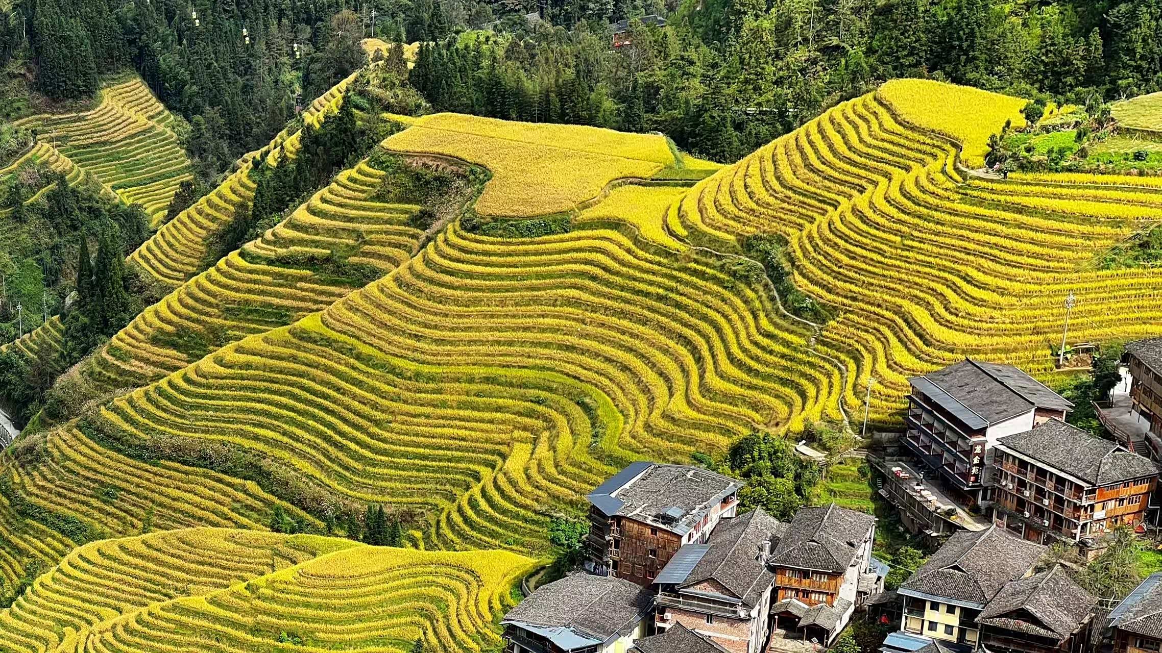 金秋十月,新奇骏奔赴广西龙胜观赏金色水稻梯田!
