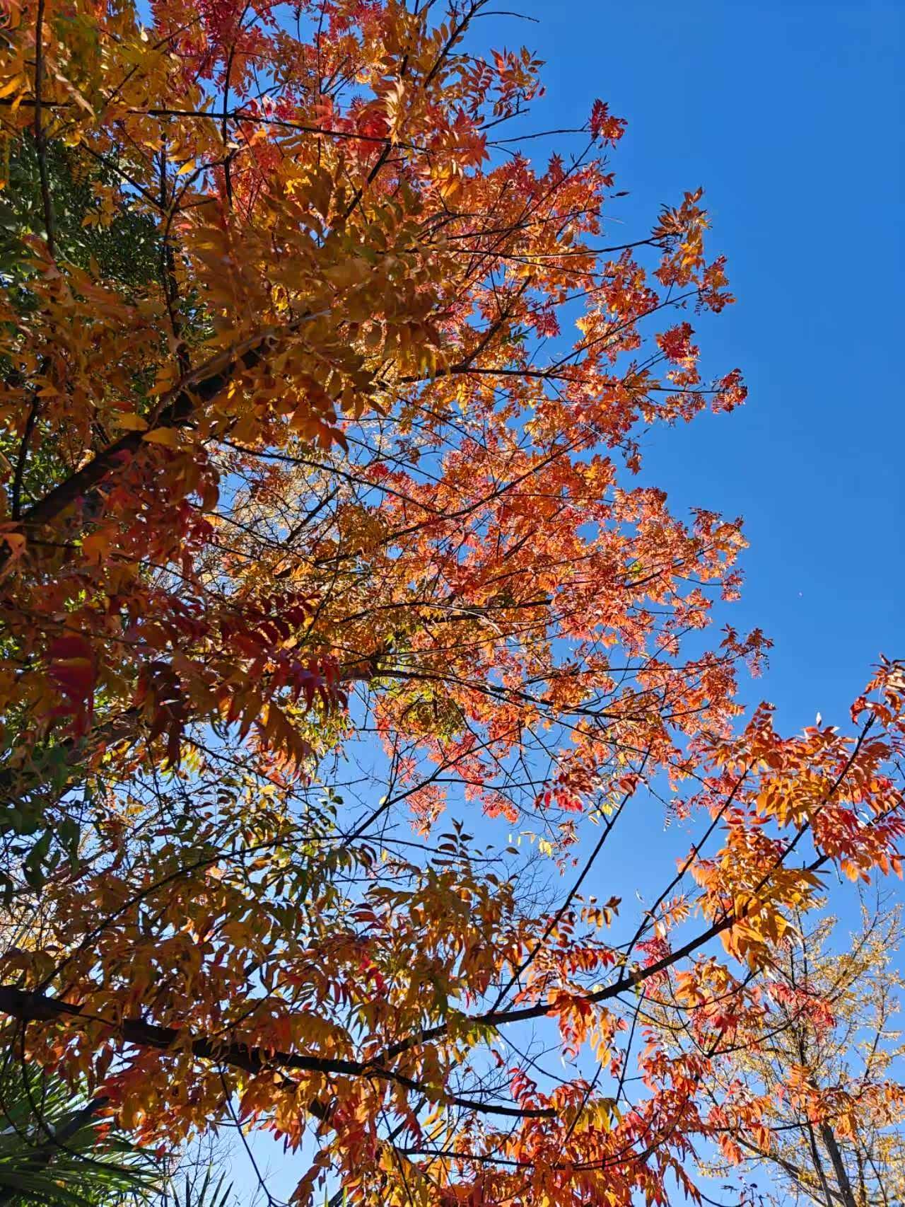 拍下最美的深秋