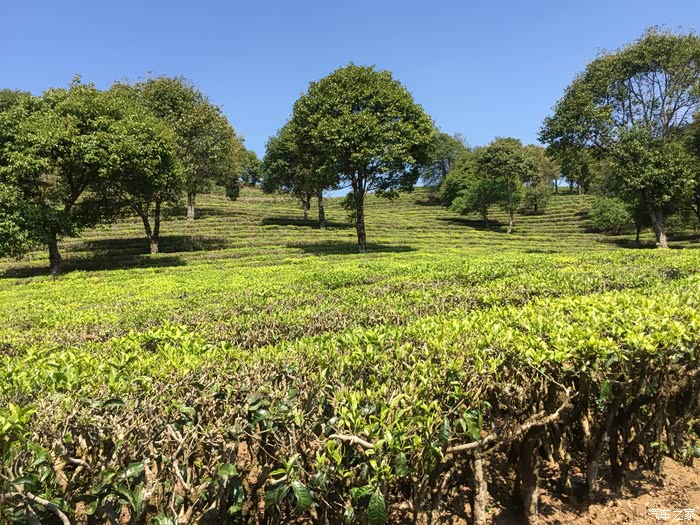 【图】彩云之南-西双版纳探寻普洱茶山民俗深度自驾野游记(终)_普拉多